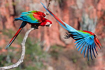 RF - Red-and-green macaws  (Ara chloropterus) two with one taking off, Buraco das Araras (Sinkhole of the Macaws), Jardim, Mato Grosso do Sul, Brazil. September. (This image may be licensed either as...
