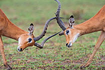 RF - Male Impala (Aepyceros melampus) fighting / sparring. Serengeti National park, Tanzania. March. (This image may be licensed either as rights managed or royalty free.)