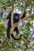 Black howler monkey (Alouatta caraya) resting in riverine forest canopy. Tributary of Cuiaba River, Mato Grosso, Pantanal, Brazil. September.