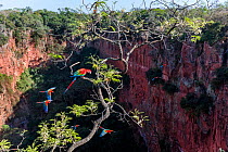 Red-and-green macaws (Ara chloropterus) perched and in flight over Buraco das Araras, the Sinkhole of the Macaws, Jardim, Mato Grosso do Sul, Brazil. September.