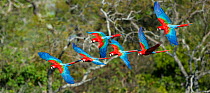 RF - Red-and-Green Macaws or Green-winged Macaws (Ara chloropterus) in flight over forest canopy. Buraco das Araras (Sinkhole of the Macaws), Jardim, Mato Grosso do Sul, Brazil. September. (This image...