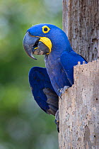 RF- Hyacinth macaw (Anodorhynchus hyacinthinus) in its nest hole. Pousada Aguape Lodge, Mato Grosso do Sul State, Brazil. September. (This image may be licensed either as rights managed or royalty fre...