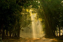 Early morning shafts of light through deciduous forest. Bandhavgarh National Park, India.