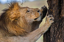 RF - Male African lion (Panthera leo) scratching tree at Big Marsh, Nogorongoro Conservation Area / Serengeti National Park, Tanzania. March. (This image may be licensed either as rights managed or ro...