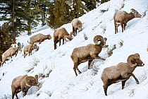 RF - Rocky Mountain bighorn sheep (Ovis canadensis canadensis) searching for grazing beneath deep snow. Lamar Valley, Yellowstone National Park, Wyoming, USA. January. (This image may be licensed eith...