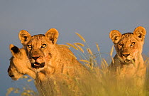 Lion (Panthera leo) juvenile, Central Kalahari Game Reserve, Botswana, January.