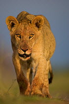 Lion (Panthera Leo) juvenile, Central Kalahari Game Reserve, Botswana, January.