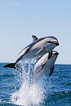 Dusky dolphins (Lagenorhynchus obscurus) porpoising, Puerto Madryn, Peninsula Valdez, Argentina, December.