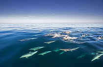 Long-beaked common dolphins (Delphinus capensis) pod, False Bay, South Africa, May.