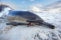 Long-beaked common dolphin (Delphinus capensis) killed by fishing line entanglement, on beach, False Bay, South Africa, May.