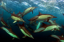 Long-beaked common dolphins (Delphinus capensis) feeding on sardine run, East London, South Africa, June.