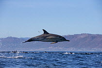 Common dolphin (Delphinus capensis) porpoising, False Bay, South Africa, May.