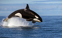Orca (Orcinus orca) breaching whilst hunting Common dolphin, False Bay, South Africa, April.