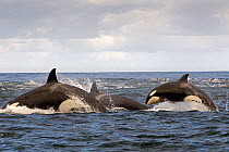 Orca (Orcinus orca) pod hunting Common dolphin at surface, False Bay, South Africa, April.