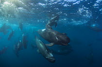 Short-finned pilot whale (Globicephala macrorhynchus) pod, Cape Point, South Africa, March.