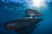 Short-finned pilot whale Globicephala macrorhynchus) with calf, Cape Point, South Africa, March.