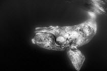 Southern right whale (Eubalaena australis) black and white image, De Hoop, South Africa, March.