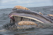 Southern right whale (Eubalaena australis) feeding on the surface with barnacles on top of head, and baleen plates visible, De Hoop, South Africa, March.