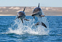 Dusky dolphins (Lagenorhynchus obscurus) porpoising, Puerto Madryn, Peninsula Valdez, Argentina, December.