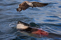 Great white shark (Carcharodon carcharias) which is eating a Cape fur seal under the water, with a Kelp gull (Larus dominicanus) flying over scavenging, Seal Island, False Bay, South Africa, June.
