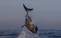 Great white shark (Carcharodon carcharias) leaping out of water to catch seal decoy, Seal Island, False Bay, South Africa, June.