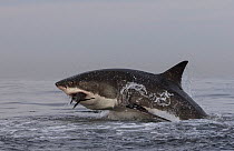 Great white shark (Carcharodon carcharias) leaping out of water to predate seal, Seal Island, False Bay, South Africa, July.
