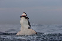 Great white shark (Carcharodon carcharias) leaping out of water to predate seal, Seal Island, False Bay, South Africa, July.