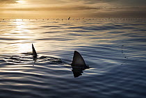 Great white sharks (Carcharodon carcharias) with fins at water's surface at sunset, with birds in the background, Gansbaai, South Africa, July.
