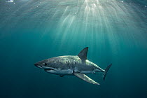 Great white shark (Carcharodon carcharias) with sunrays, Seal Island, False Bay, South Africa, June.