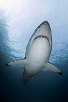 Great white shark (Carcharodon carcharias) viewed from below, New Zealand, March.