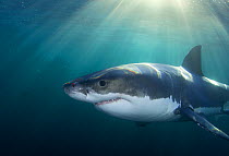 Great white shark (Carcharodon carcharias) with sunrays, New Zealand, March.