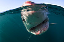 Great white shark (Carcharodon carcharias) split level view, New Zealand, March.