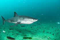 Great white shark (Carcharodon carcharias), New Zealand, March.