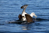 Shy Albatross (Thalassarche cauta) with Great white shark (Carcharodon carcharias) in the water below, New Zealand, March.