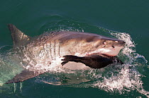 Great white shark (Carcharodon carcharias) predating  Cape fur seal (Arctocephalus pusillus) Seal Island, False Bay, South Africa, July. Sequence 3 of 3
