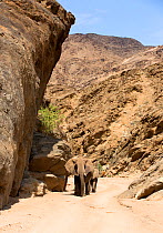 African elephant (Loxodonta africana), Desert dwelling elephant, Hoanib River, Namibia, November 2014