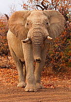 African elephant (Loxodonta africana) Damaraland, Namibia, November.