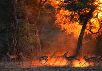 Impala (Aepyceros melampus) herd at dawn, Mana Pools National Park, Zimbabwe, October.