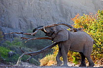 African elephant (Loxodonta africana), bull trying to attract female, Hoanib River, Namibia, November.