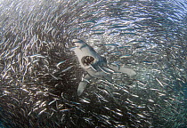 Blue shark (Prionace glauca), feeding on anchovy baitball, Cape Point, South Africa, January.