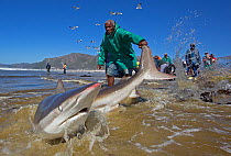 Bronze whaler shark (Carcharhinus brachyurus), caught in traditional seine net and released by fisherman, Muizenberg beach, Cape Town, South Africa, January 2014