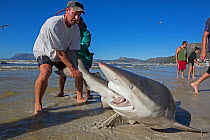 Bronze whaler shark (Carcharhinus brachyurus), caught in traditional seine net and released by fisherman, Muizenberg beach, Cape Town, South Africa, January 2014.
