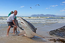 Bronze whaler shark (Carcharhinus brachyurus), caught in traditional seine net and released by fisherman, Muizenberg beach, Cape Town, South Africa, January.