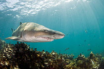 Ragged tooth shark (Carcharias taurus), De Hoop Nature Reserve, South Africa, March.