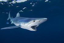 Blue shark (Prionace glauca), Cape Point, South Africa, February.