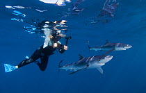 Blue shark (Prionace glauca), with diver, Cape Point, South Africa, February.