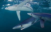 Blue shark (Prionace glauca) group of three, Cape Point, South Africa, February.
