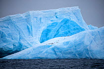 Iceberg with Chinstrap penguins (Pygoscelis antarctica) Antarctica, December 2015