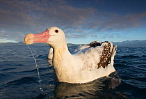 Wandering albatross (Diomedea exulans) with water dripping from beak, Kaikoura, New Zealand, March.