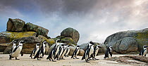 African penguin (Spheniscus demersus) walking towards the shore, Boulders Beach, Cape Town, South Africa, March.